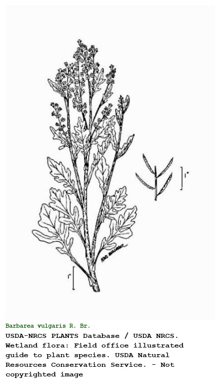 Barbarea vulgaris R. Br.